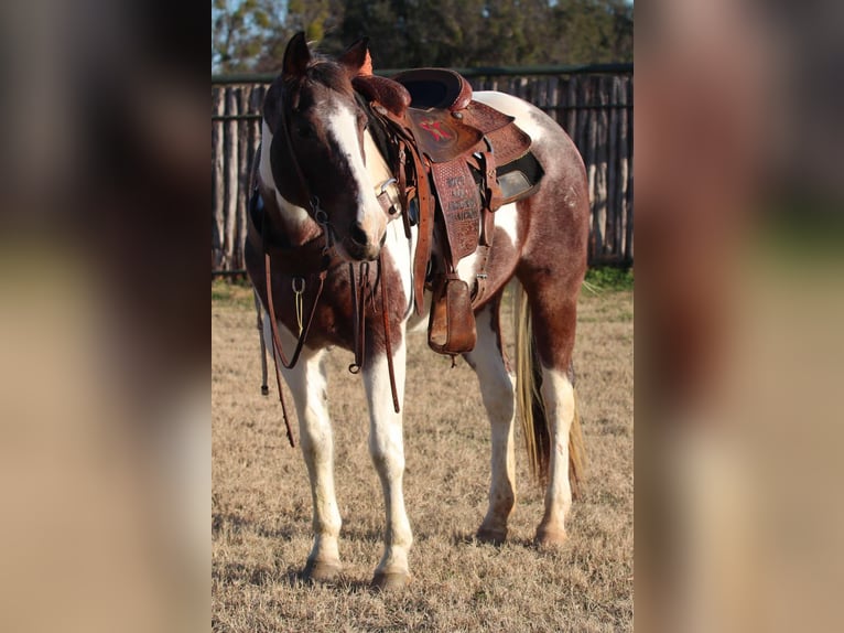 American Quarter Horse Castrone 13 Anni 155 cm Tobiano-tutti i colori in Lipan TX