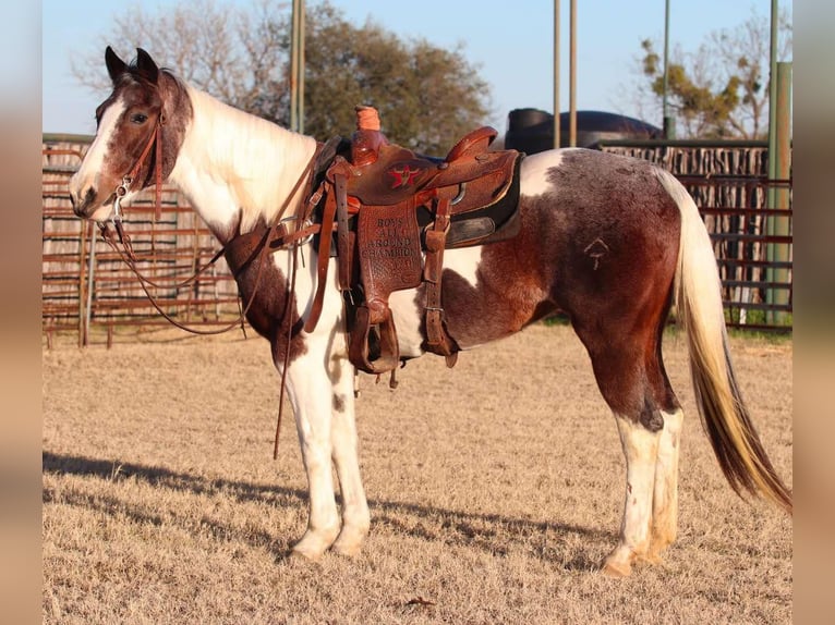 American Quarter Horse Castrone 13 Anni 155 cm Tobiano-tutti i colori in Lipan TX