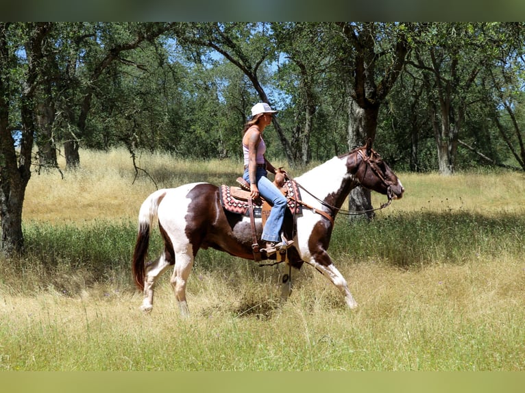 American Quarter Horse Castrone 13 Anni 155 cm Tobiano-tutti i colori in pleasant grove CA