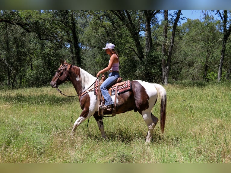 American Quarter Horse Castrone 13 Anni 155 cm Tobiano-tutti i colori in pleasant grove CA