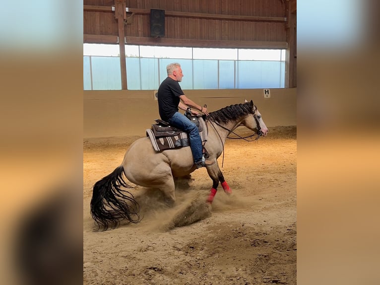 American Quarter Horse Castrone 13 Anni 156 cm Pelle di daino in Seeon-Seebruck