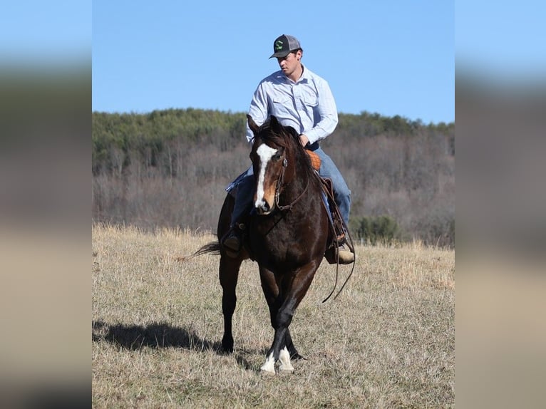 American Quarter Horse Castrone 13 Anni 157 cm Baio ciliegia in Brodhead KY