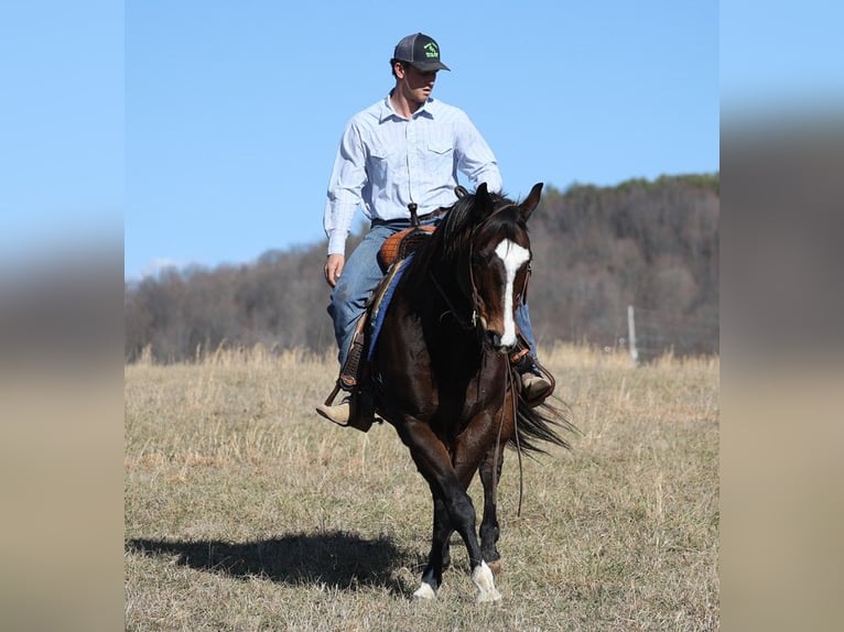 American Quarter Horse Castrone 13 Anni 157 cm Baio ciliegia in Brodhead KY