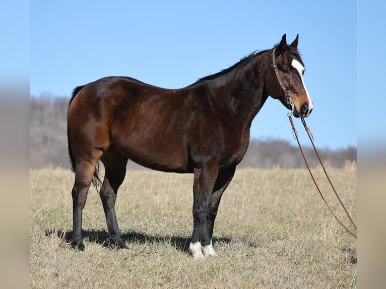 American Quarter Horse Castrone 13 Anni 157 cm Baio ciliegia in Brodhead KY