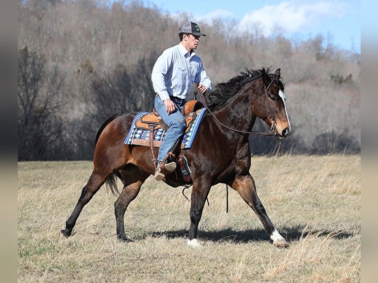 American Quarter Horse Castrone 13 Anni 157 cm Baio ciliegia in Brodhead KY