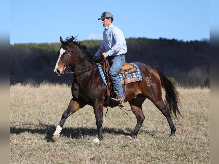 American Quarter Horse Castrone 13 Anni 157 cm Baio ciliegia in Brodhead KY