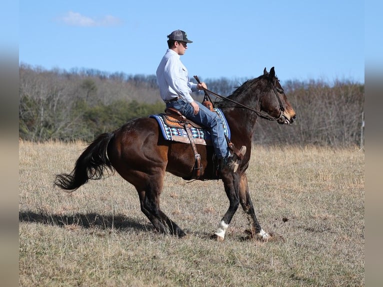 American Quarter Horse Castrone 13 Anni 157 cm Baio ciliegia in Brodhead KY