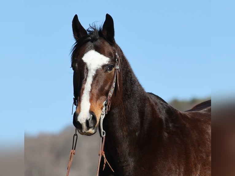 American Quarter Horse Castrone 13 Anni 157 cm Baio ciliegia in Brodhead KY