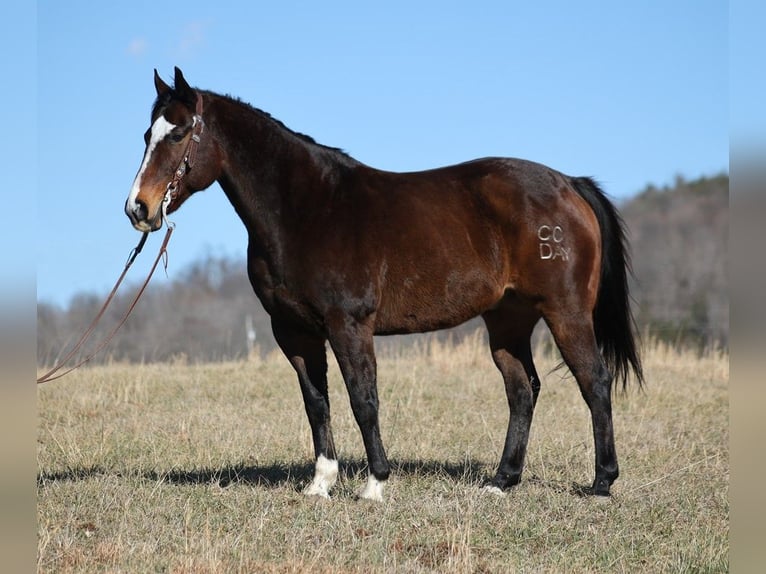 American Quarter Horse Castrone 13 Anni 157 cm Baio ciliegia in Brodhead KY