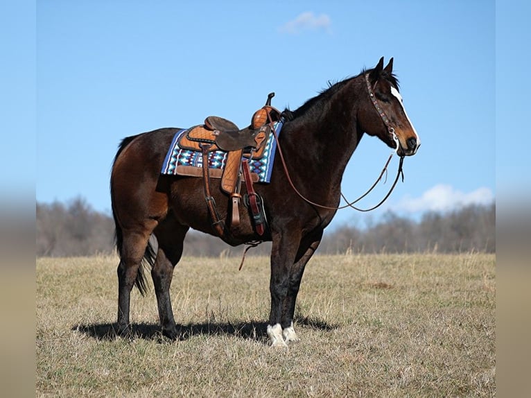 American Quarter Horse Castrone 13 Anni 157 cm Baio ciliegia in Brodhead KY