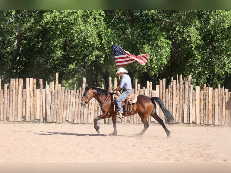 American Quarter Horse Castrone 13 Anni 157 cm Baio ciliegia in Camp Verde AZ