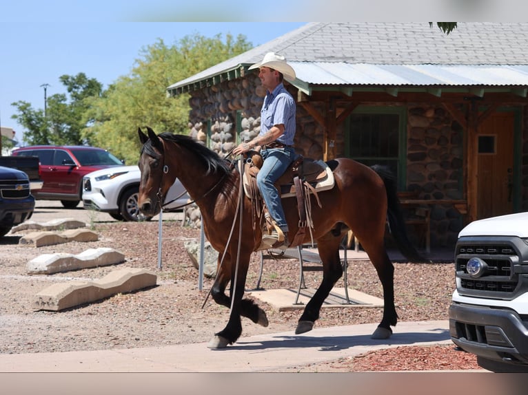 American Quarter Horse Castrone 13 Anni 157 cm Baio ciliegia in Camp Verde AZ