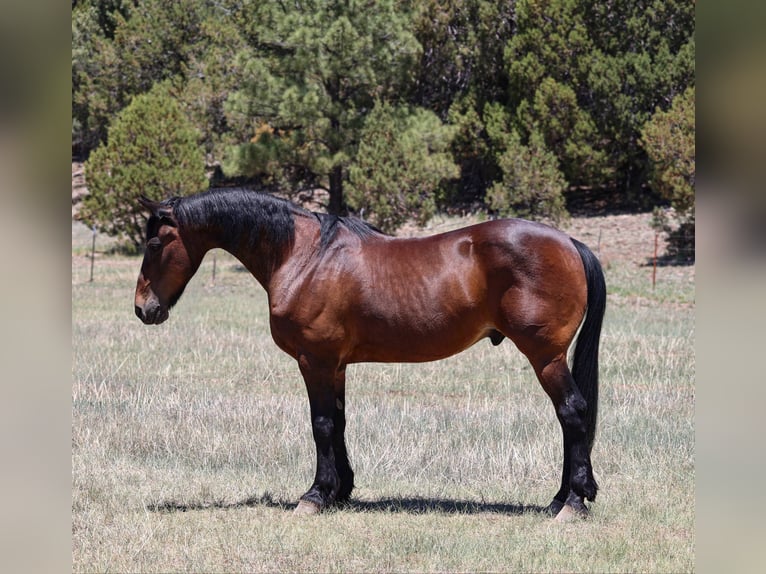 American Quarter Horse Castrone 13 Anni 157 cm Baio ciliegia in Camp Verde AZ