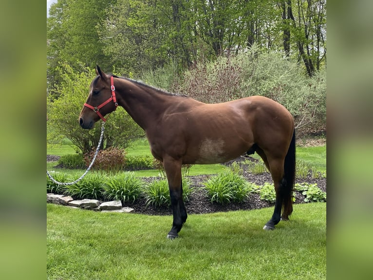 American Quarter Horse Castrone 13 Anni 157 cm Baio ciliegia in Hingham, MA