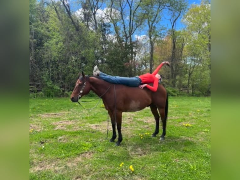 American Quarter Horse Castrone 13 Anni 157 cm Baio ciliegia in Hingham, MA