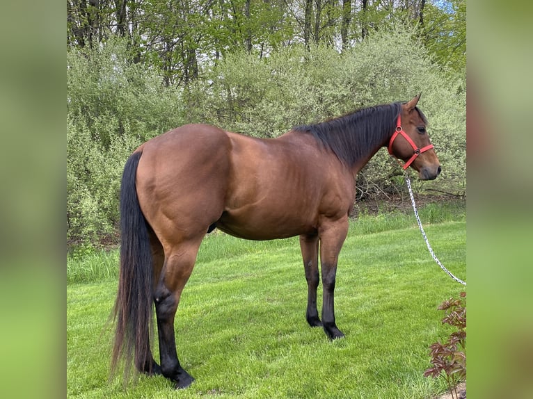 American Quarter Horse Castrone 13 Anni 157 cm Baio ciliegia in Hingham, MA