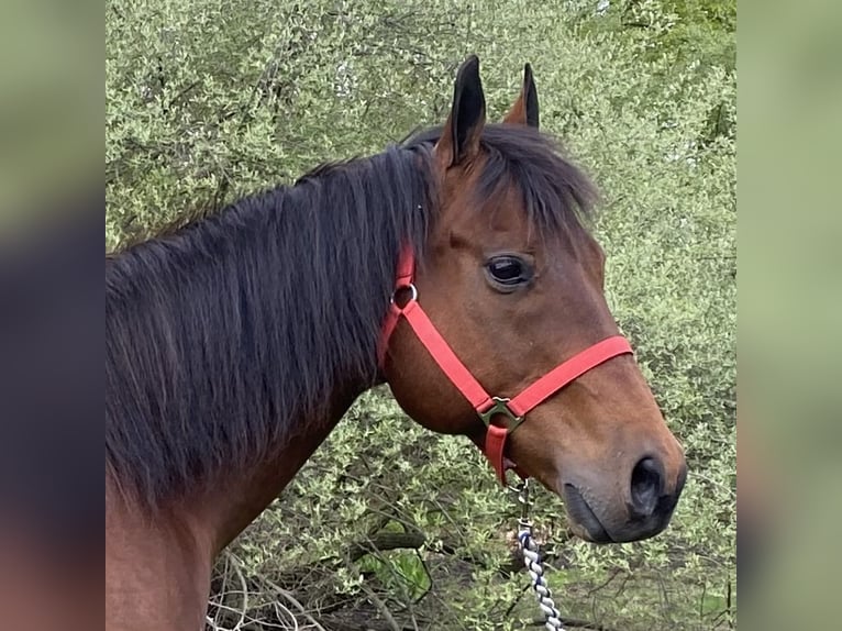 American Quarter Horse Castrone 13 Anni 157 cm Baio ciliegia in Hingham, MA