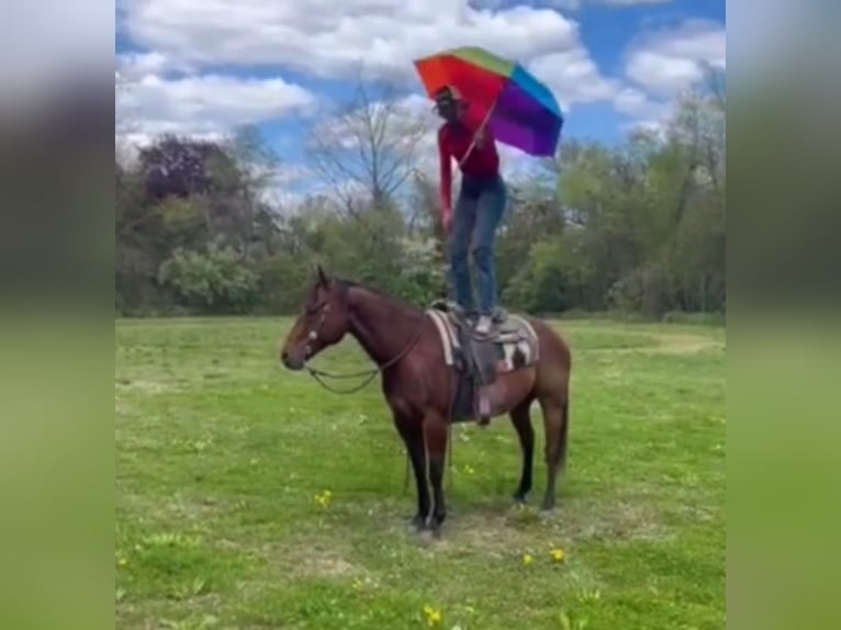 American Quarter Horse Castrone 13 Anni 157 cm Baio ciliegia in Hingham, MA