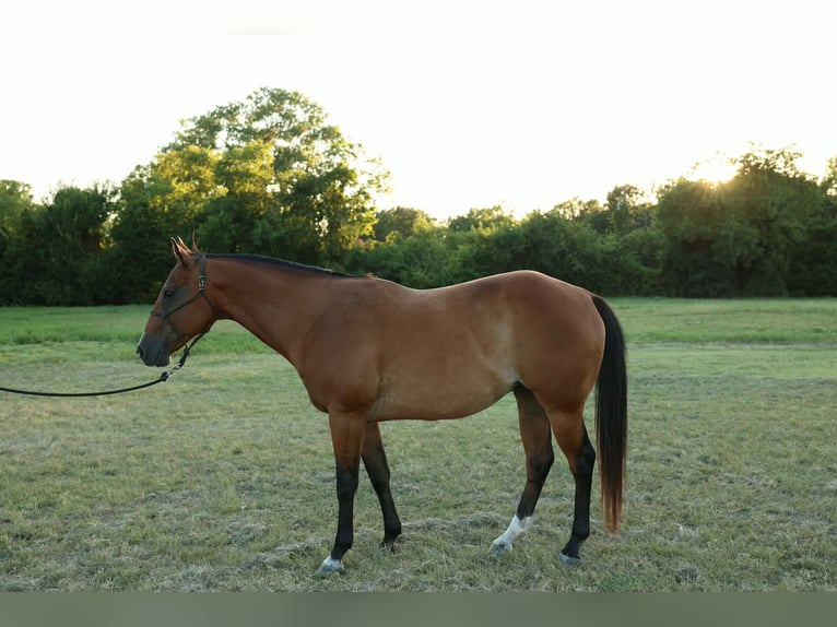 American Quarter Horse Castrone 13 Anni 157 cm Baio ciliegia in Rockwall