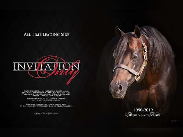 American Quarter Horse Castrone 13 Anni 157 cm Baio ciliegia in Rockwall