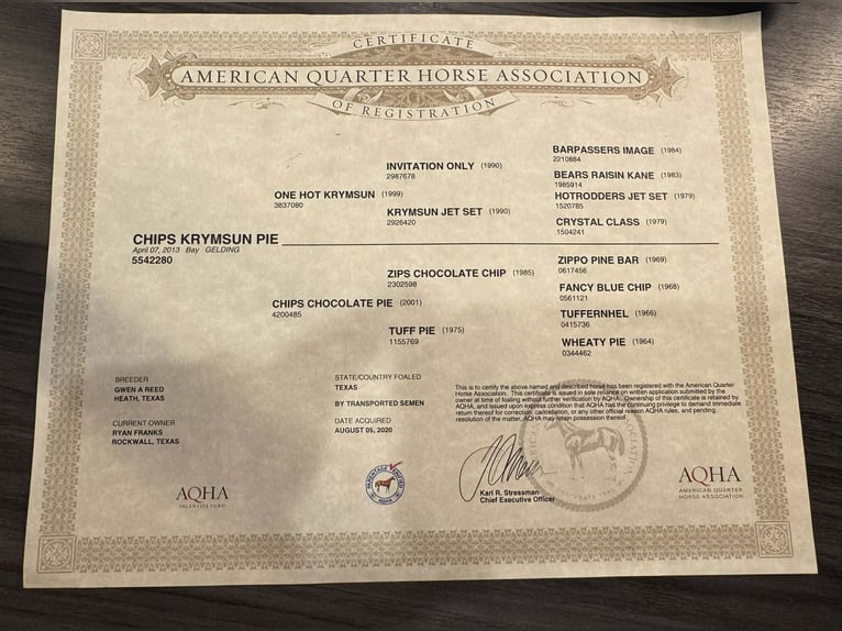 American Quarter Horse Castrone 13 Anni 157 cm Baio ciliegia in Rockwall