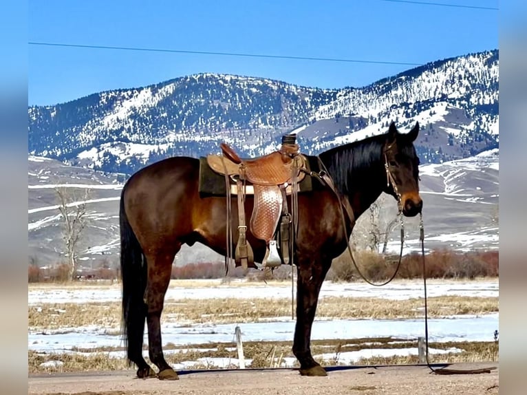 American Quarter Horse Castrone 13 Anni 157 cm Baio in Drummond, MT