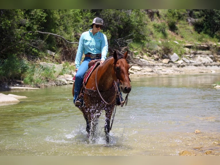 American Quarter Horse Castrone 13 Anni 157 cm Baio roano in Stephenville TX