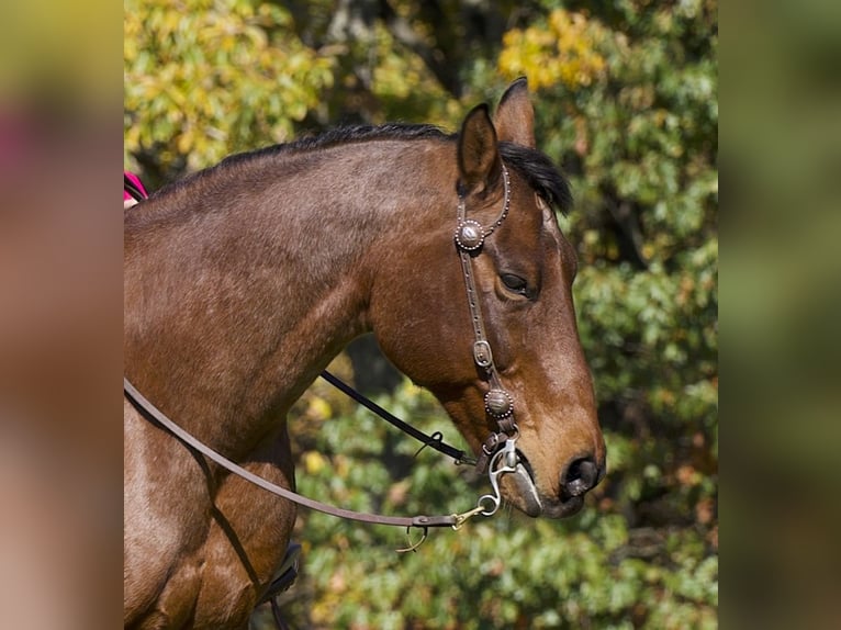 American Quarter Horse Castrone 13 Anni 157 cm Baio roano in Needmore