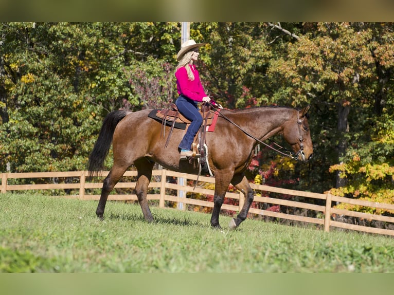 American Quarter Horse Castrone 13 Anni 157 cm Baio roano in Needmore