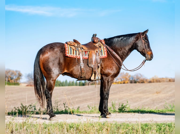 American Quarter Horse Castrone 13 Anni 157 cm Baio roano in Fergus Falls, MN