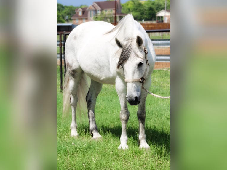 American Quarter Horse Castrone 13 Anni 157 cm Grigio pezzato in Bluff Dale, TX