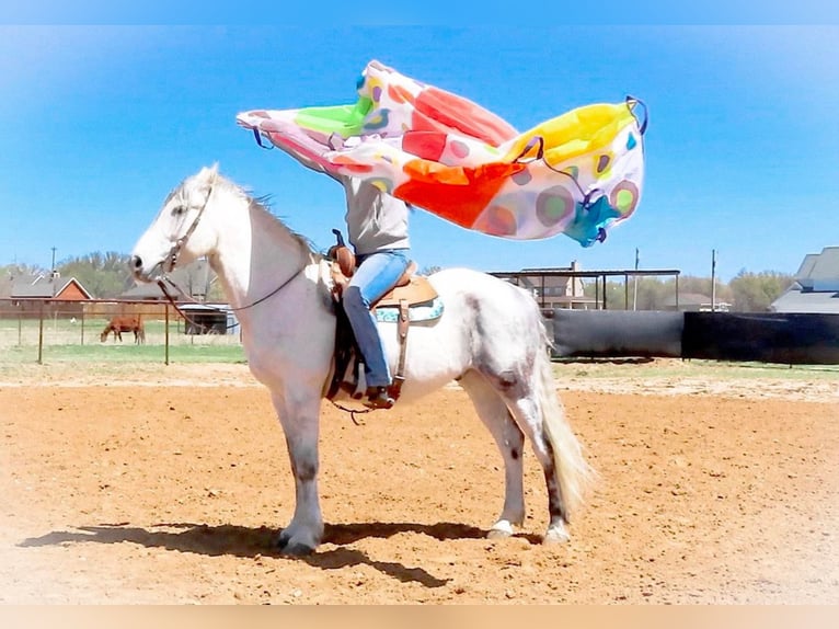 American Quarter Horse Castrone 13 Anni 157 cm Grigio pezzato in Bluff Dale, TX