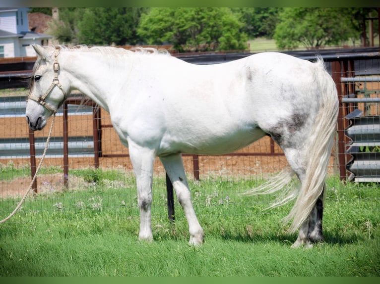 American Quarter Horse Castrone 13 Anni 157 cm Grigio pezzato in Bluff Dale, TX