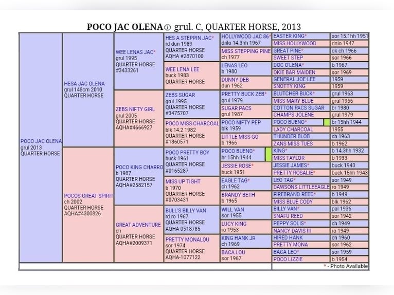 American Quarter Horse Castrone 13 Anni 157 cm Grullo in Hungen