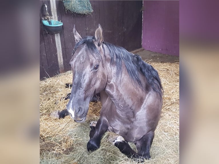 American Quarter Horse Castrone 13 Anni 157 cm Grullo in Hungen