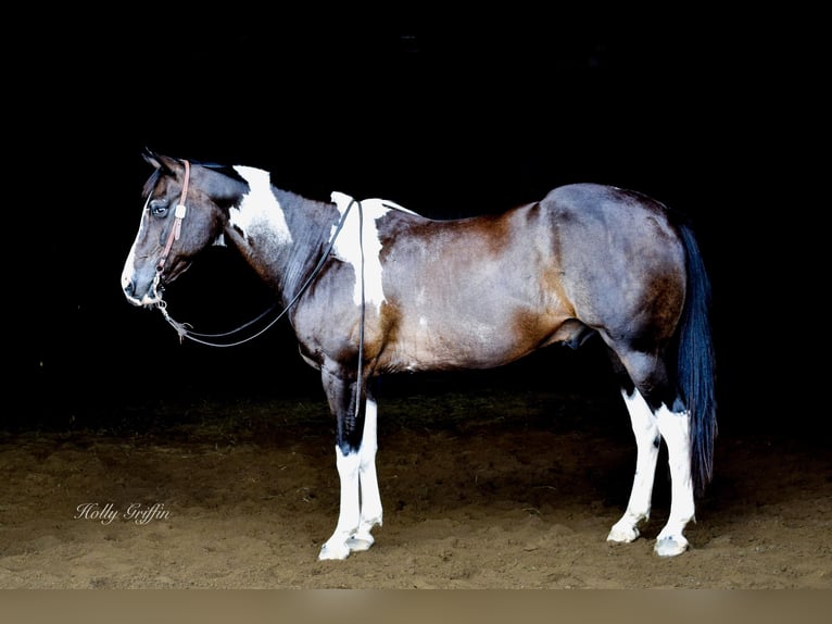 American Quarter Horse Castrone 13 Anni 157 cm Morello in Greebville KY