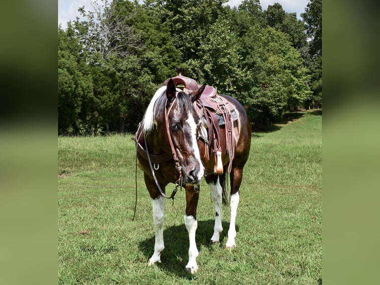 American Quarter Horse Castrone 13 Anni 157 cm Morello in Greebville KY