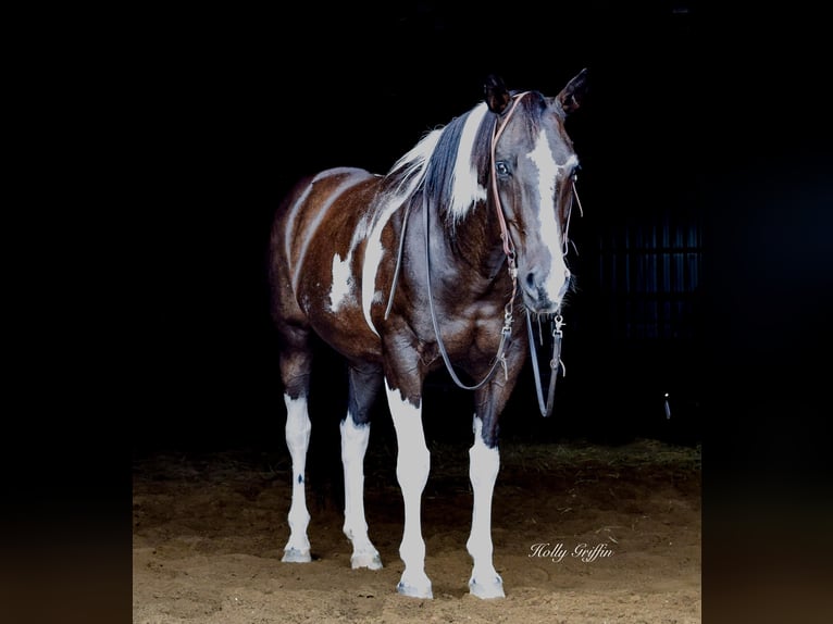 American Quarter Horse Castrone 13 Anni 157 cm Morello in Greebville KY