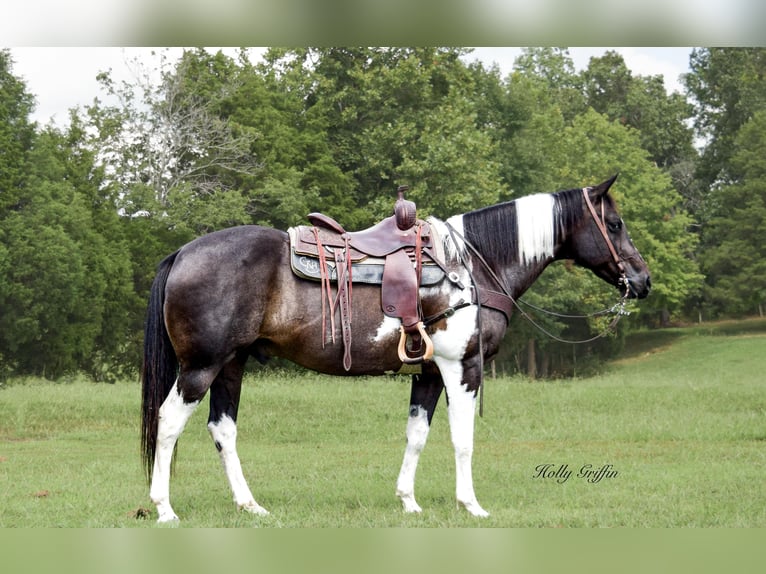 American Quarter Horse Castrone 13 Anni 157 cm Morello in Greebville KY