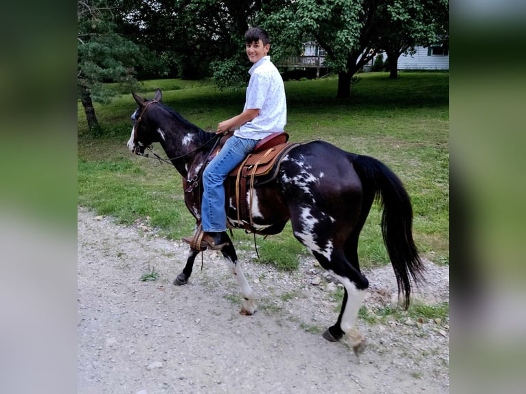 American Quarter Horse Castrone 13 Anni 157 cm Overo-tutti i colori in LaCygne KS