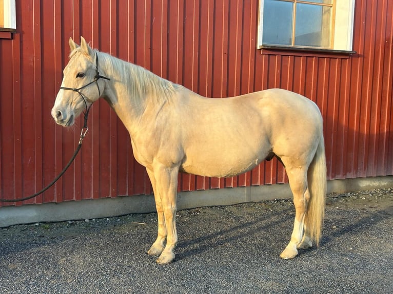 American Quarter Horse Castrone 13 Anni 157 cm Palomino in Eging am See