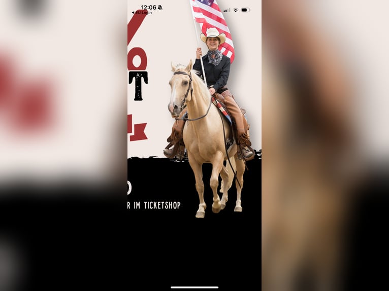 American Quarter Horse Castrone 13 Anni 157 cm Palomino in Eging am See