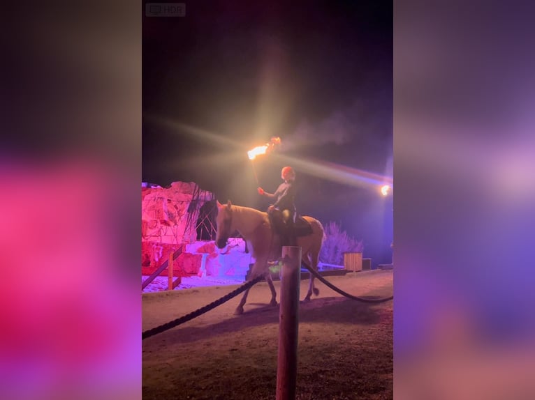 American Quarter Horse Castrone 13 Anni 157 cm Palomino in Eging am See