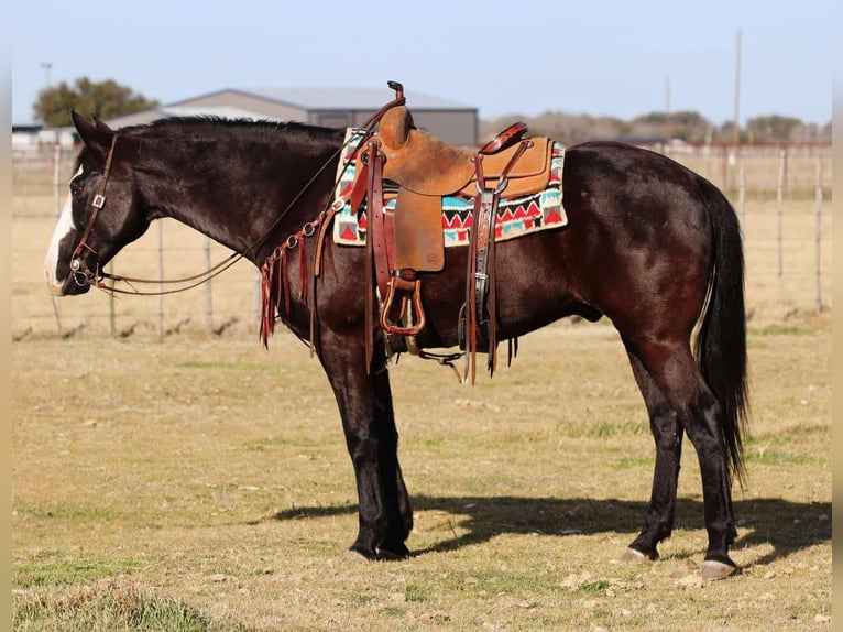 American Quarter Horse Castrone 13 Anni 157 cm Palomino in Lipan TX