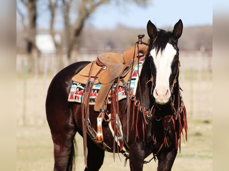 American Quarter Horse Castrone 13 Anni 157 cm Palomino in Lipan TX