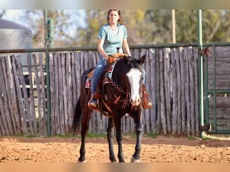 American Quarter Horse Castrone 13 Anni 157 cm Palomino in Lipan TX