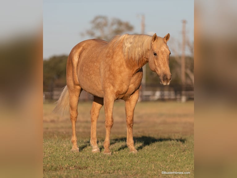 American Quarter Horse Castrone 13 Anni 157 cm Palomino in Weatherford Tx