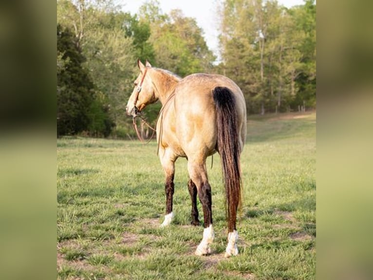 American Quarter Horse Castrone 13 Anni 157 cm Pelle di daino in Greenville KY