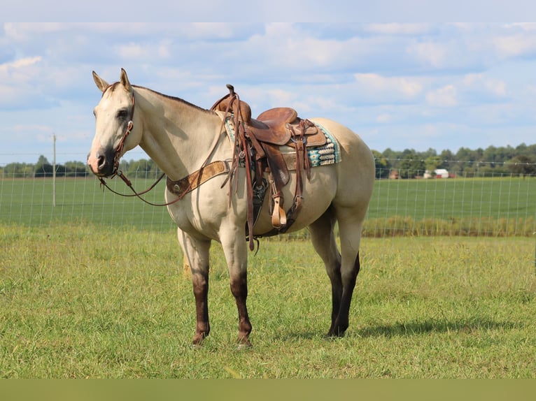 American Quarter Horse Castrone 13 Anni 157 cm Pelle di daino in Sonora KY