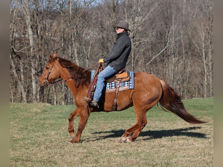 American Quarter Horse Castrone 13 Anni 157 cm in Mount Vernon